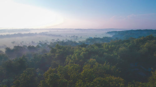 Scenic view of forest against sky