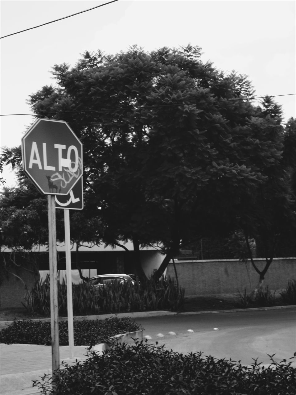 tree, road sign, outdoors, day, no people, nature, basketball hoop, sky, court