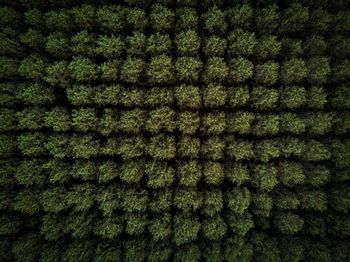 Full frame shot of green leaf on snow