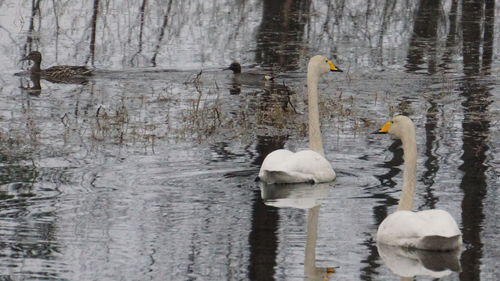 Swans swimming in lake