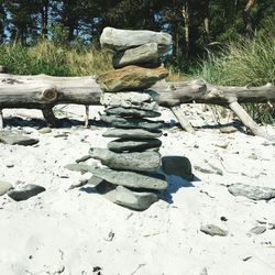 Cat on rock against trees