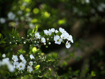 Close-up of white flowering plant