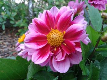 Close-up of pink flower