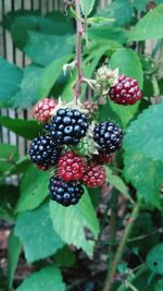 Close-up of blackberries growing on tree