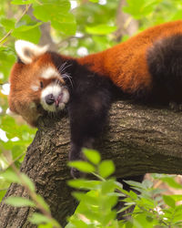 Close-up of a squirrel on tree