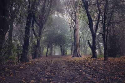 Trees in forest