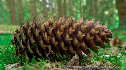Close-up of pine cone on grass in forest
