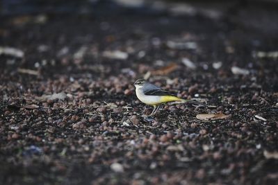 Close-up of bird