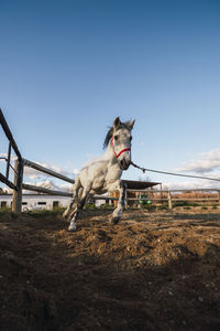 Horse running by ranch fence