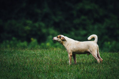 Side view of dog standing on grassy field