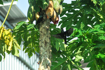 Low angle view of bird on tree