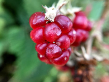 Close-up of red berries growing on plant