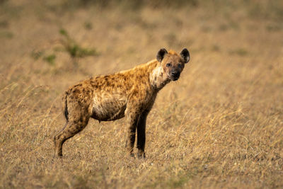 Spotted hyena stands in savannah eyeing camera