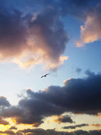 Low angle view of birds flying in sky