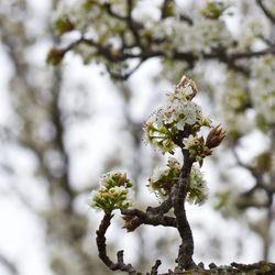 Low angle view of apple blossoms on tree