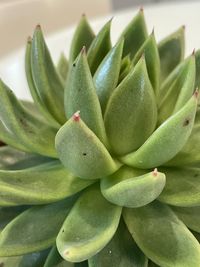 Close-up of succulent plant