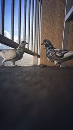 Close-up of bird perching outdoors