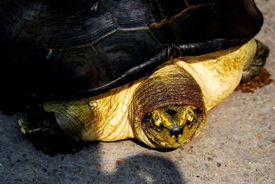 High angle view of tortoise in container