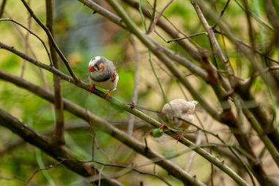 Close-up of bird perching on branch