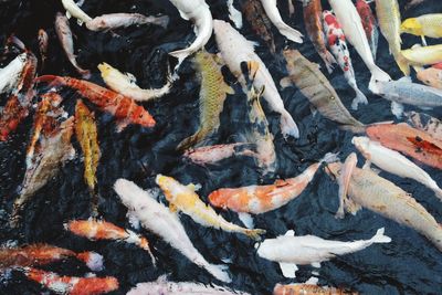 High angle view of koi fish in water