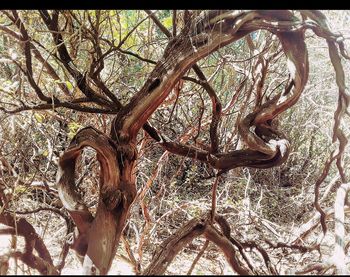 Low angle view of tree roots in forest