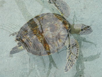 View of shell on beach