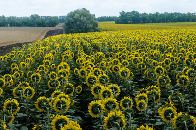 Sunflowers growing in field