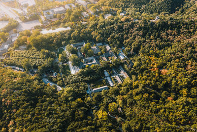 High angle view of trees growing in forest