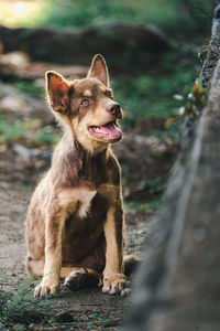 Portrait of dog sitting on land