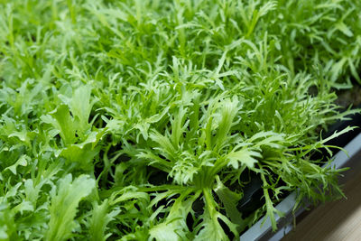 Full frame shot of fresh green plants