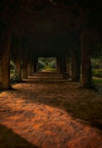 View of trees in row