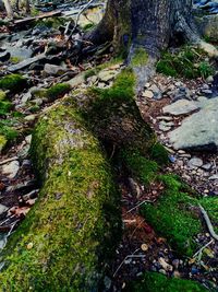 Moss covered rocks in forest