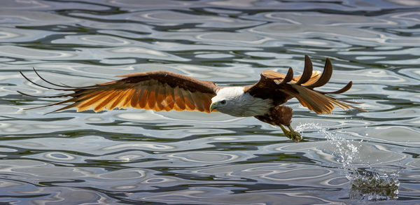 View of birds flying over lake