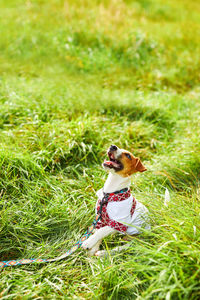 Cute puppy jack russell terrier- a patriot of ukraine