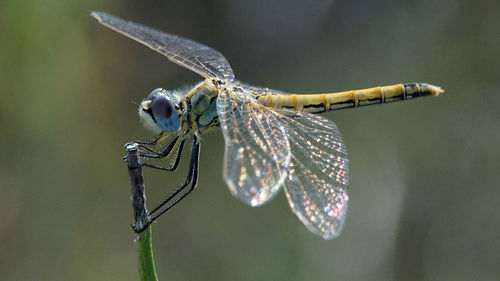 A beautiful close-up with a colored dragonfly resting on a twig.