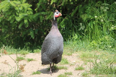 View of a bird on field