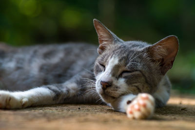 Close-up of cat sleeping