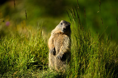 Close-up of meerkat on field