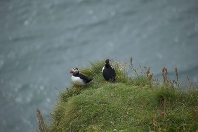 High angle view of bird in water