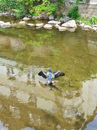 High angle view of ducks swimming in lake