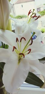 Close-up of white lily