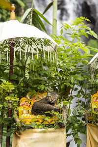 View of cat on plant