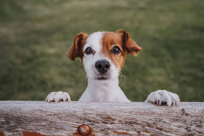 Portrait of dog on wood