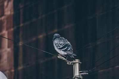 Low angle view of bird perching on pole against building