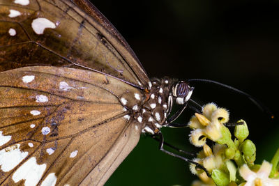 Close up of a brown butterfly collecting nectar from a flower 
