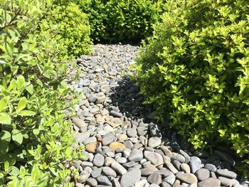 Plant growing on pebbles