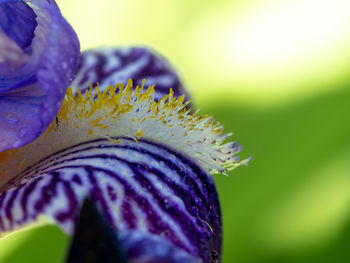 Close-up of purple iris flower