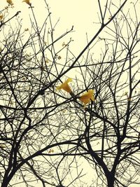 Low angle view of yellow tree against sky