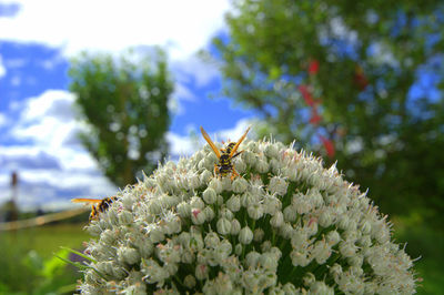 Close-up of bee on flower