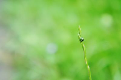 Close-up of insect on plant